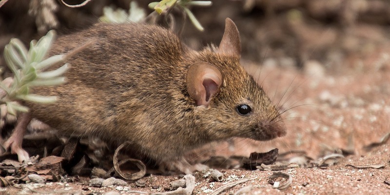 Love's Farm St Neots : Advice about mice