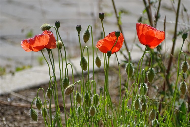 Love's Farm St Neots Love's Farm