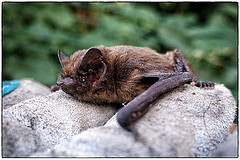 pipistrelle