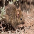 Advice about mice